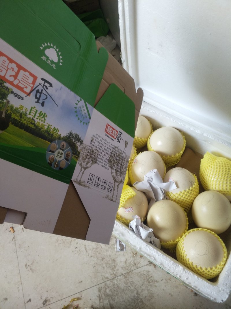 鸵鸟蛋，鸵鸟种蛋，鸵鸟食用蛋