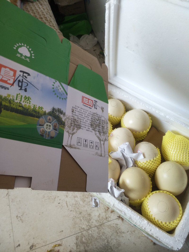 鸵鸟蛋，鸵鸟种蛋，鸵鸟食用蛋