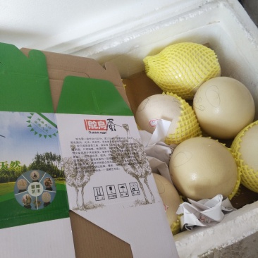 鸵鸟蛋，鸵鸟种蛋，鸵鸟食用蛋