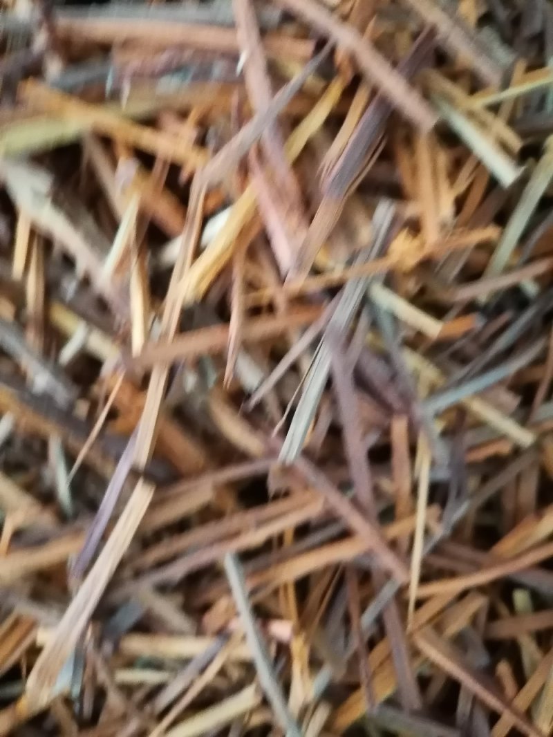 苏木，产地直销，各种规格都有
