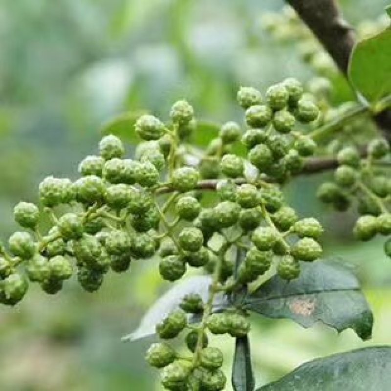 鲁甸麻味青花椒家庭酒店厨房花椒