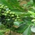 鲁甸麻味青花椒家庭酒店厨房花椒