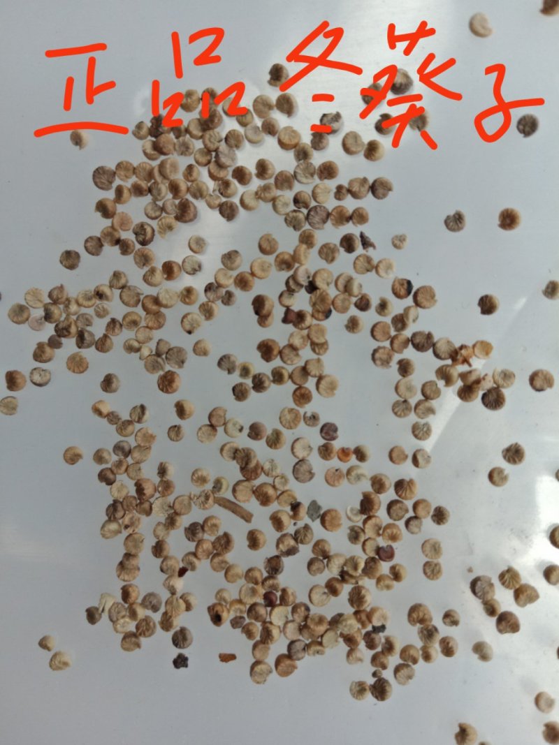 冬葵果，产地直销正品冬葵果冬葵子符合新版药典，量大从优！