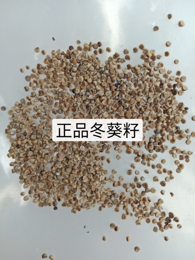 冬葵果，产地直销正品冬葵果冬葵子符合新版药典，量大从优！