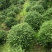 龟甲冬青，四川龟甲冬青基地出售，成都龟甲冬青批发价格