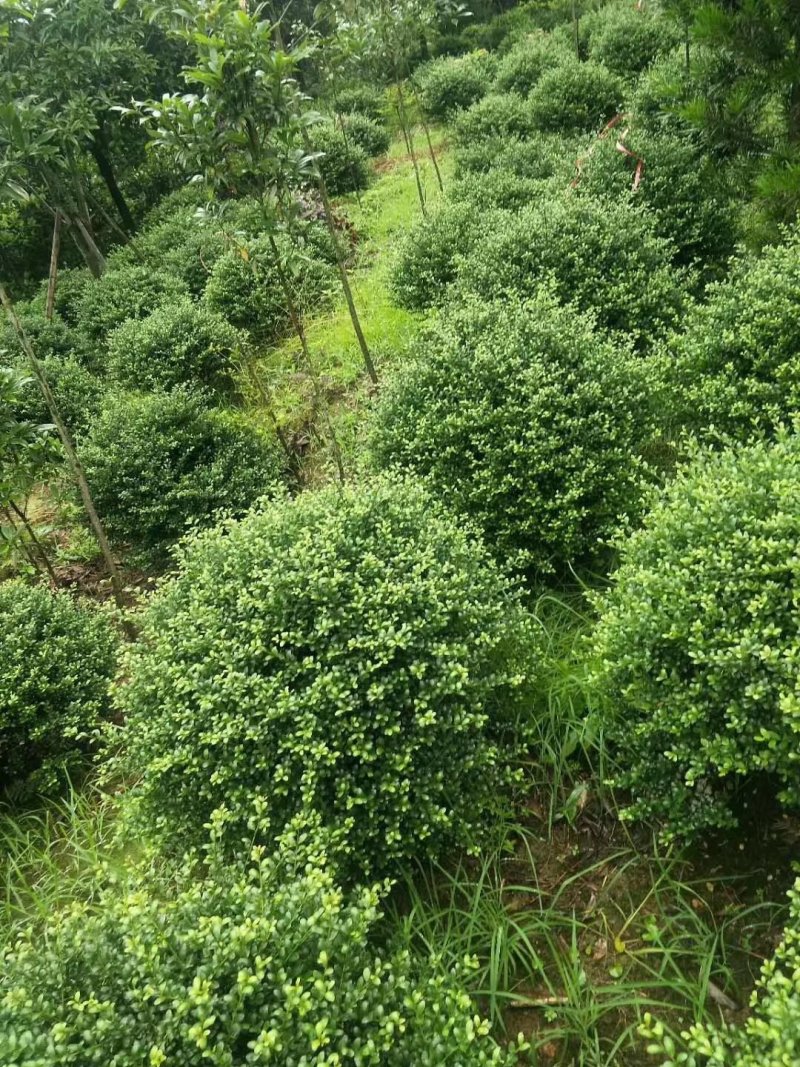龟甲冬青，四川龟甲冬青基地出售，成都龟甲冬青批发价格