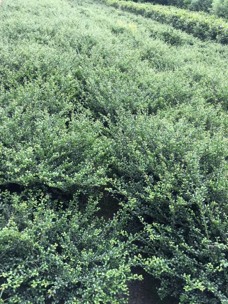 龟甲冬青，四川龟甲冬青基地出售，成都龟甲冬青批发价格
