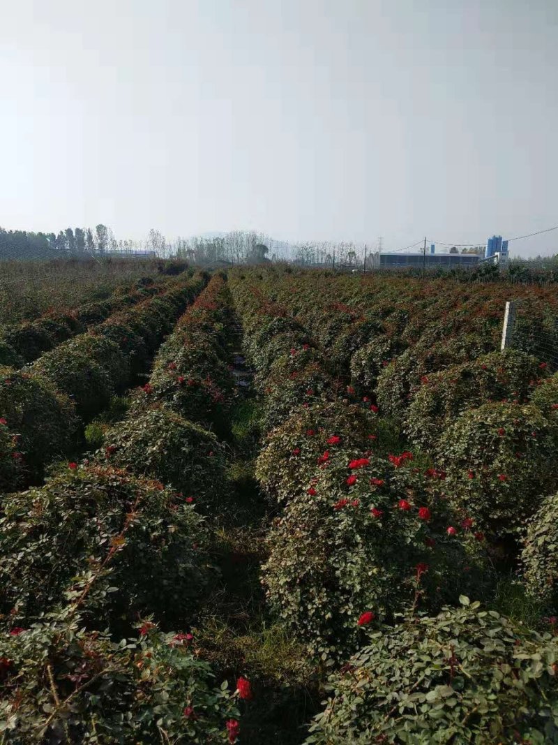 月季月季造型2到30公分品类多价格美丽