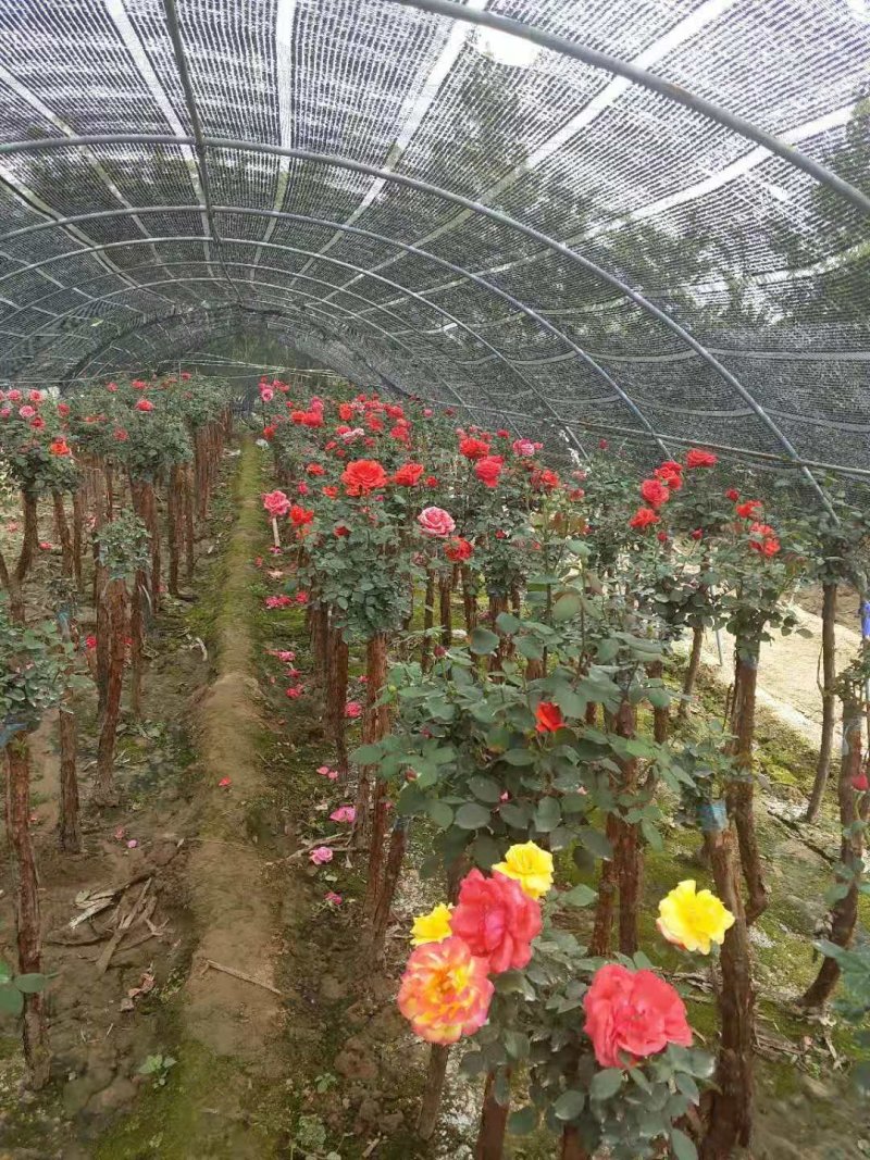 月季月季造型2到30公分品类多价格美丽