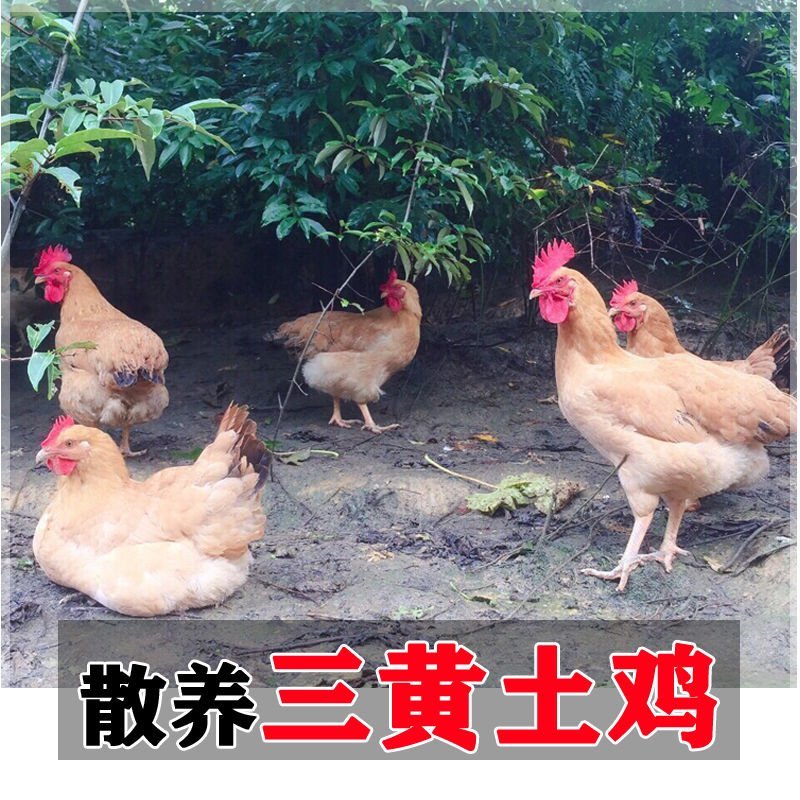 农家散养2年左右老母鸡，直接可以下单包邮
