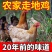 农家散养2年左右老母鸡，直接可以下单包邮