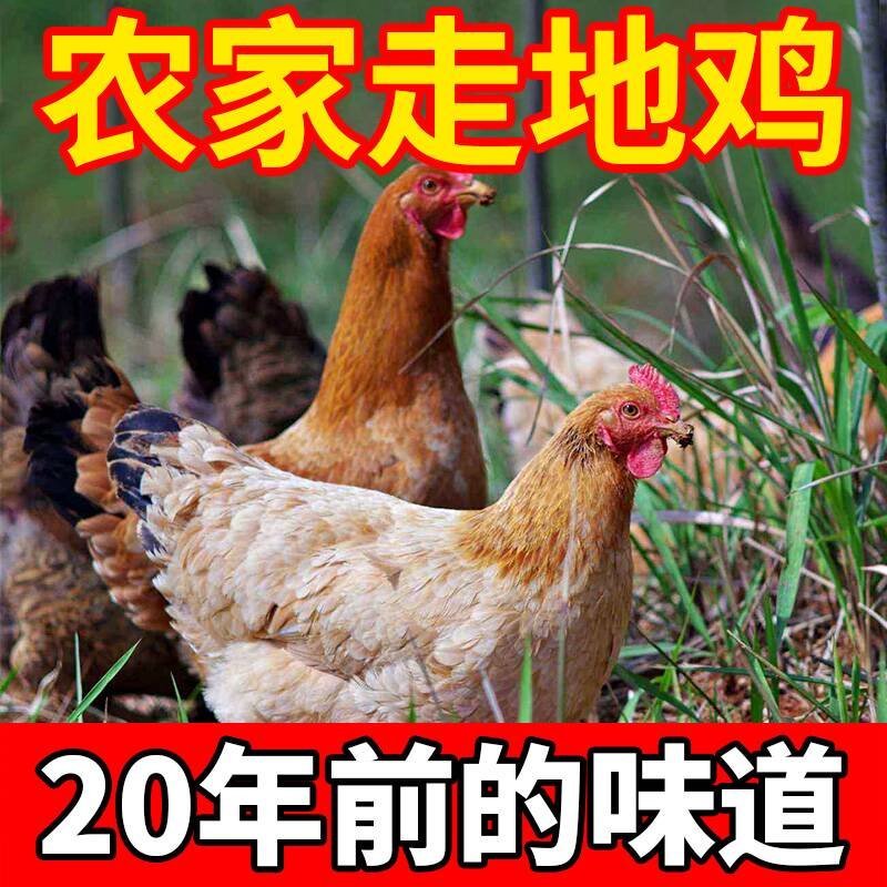 农家散养2年左右老母鸡，直接可以下单包邮