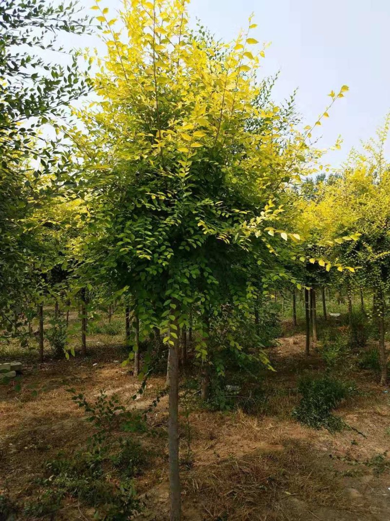 金叶榆自己苗圃供应价格有优势欢迎优先咨询
