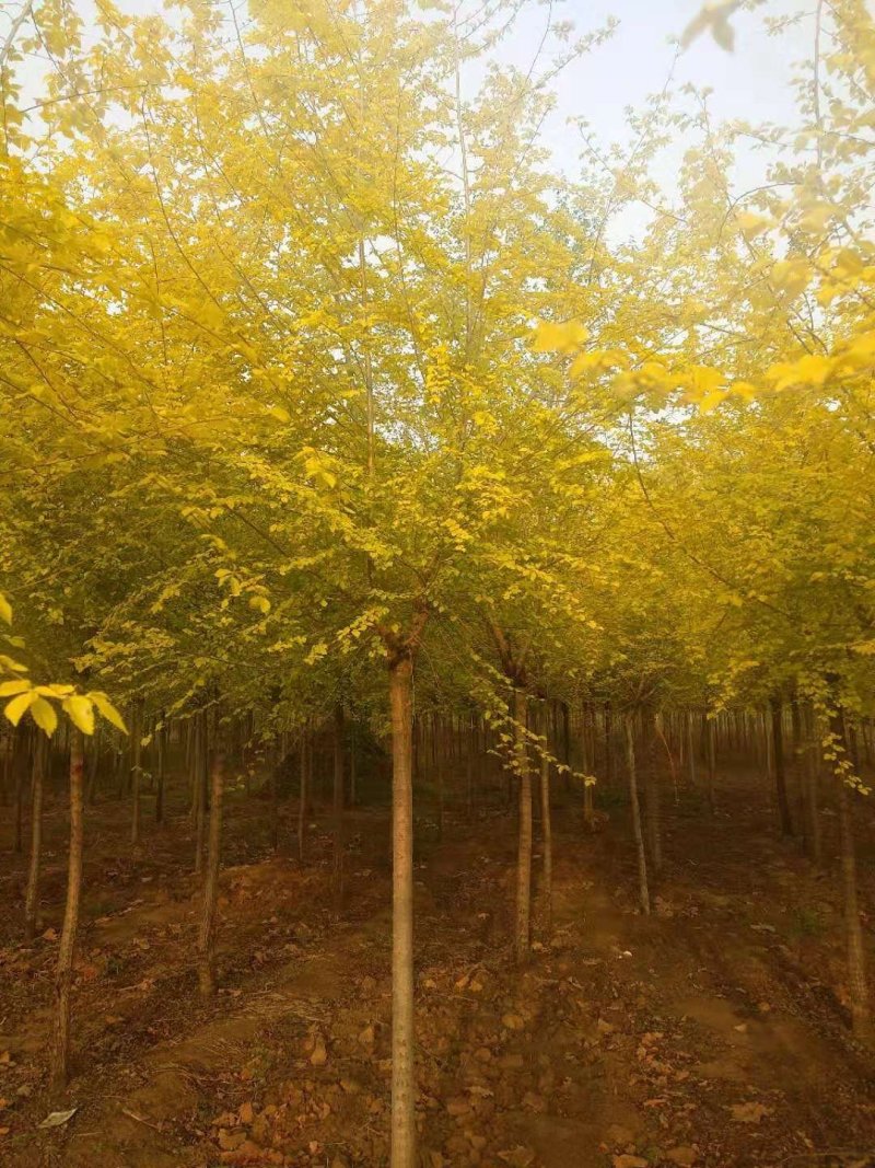 金叶榆自己苗圃供应价格有优势欢迎优先咨询