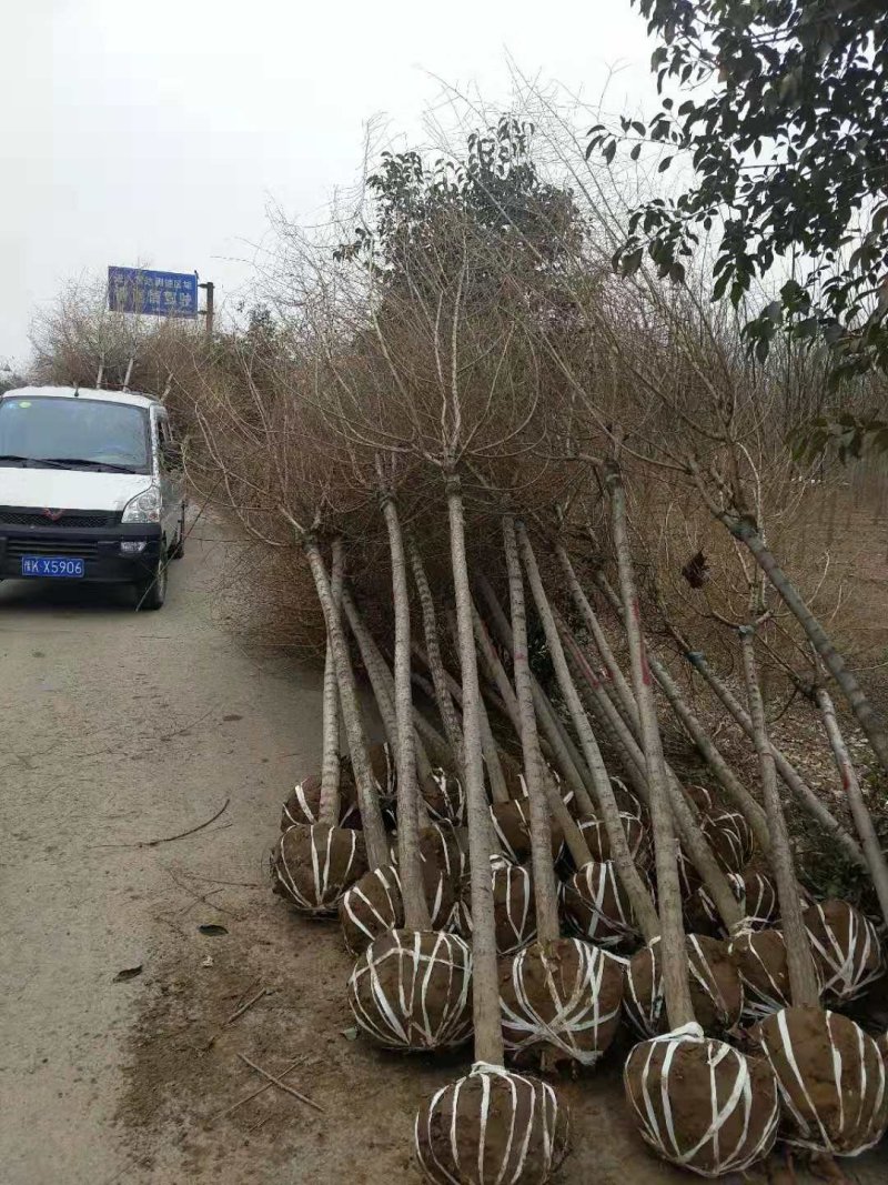 金叶榆自己苗圃供应价格有优势欢迎优先咨询