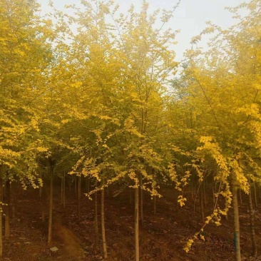 金叶榆自己苗圃供应价格有优势欢迎优先咨询