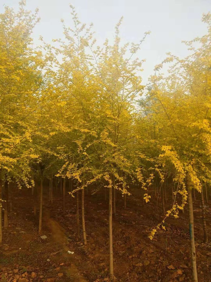 金叶榆自己苗圃供应价格有优势欢迎优先咨询
