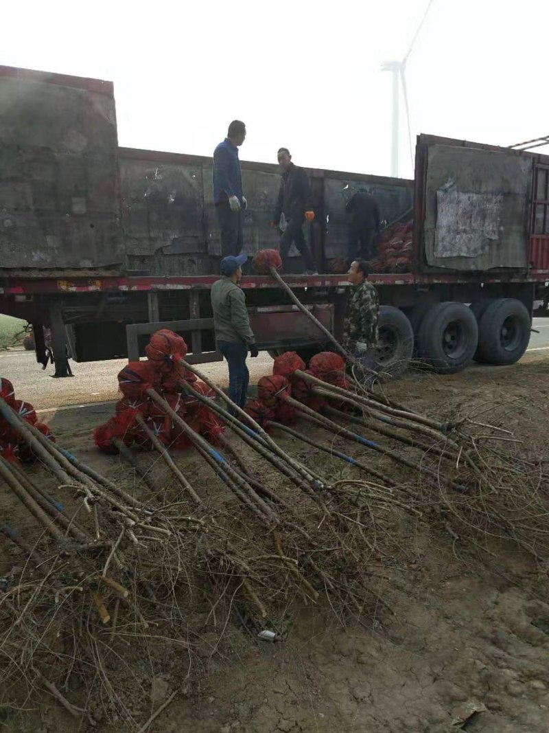 金叶榆自己苗圃供应价格有优势欢迎优先咨询