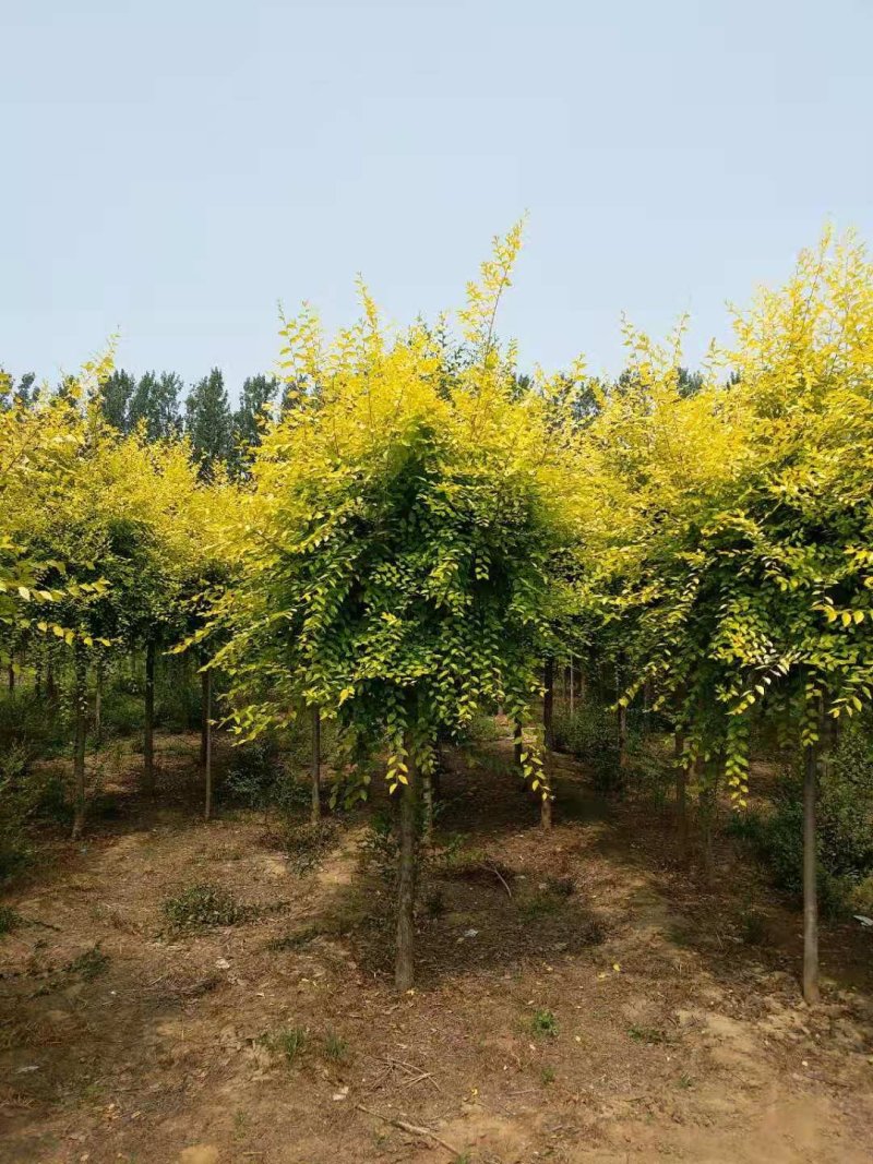 金叶榆自己苗圃供应价格有优势欢迎优先咨询
