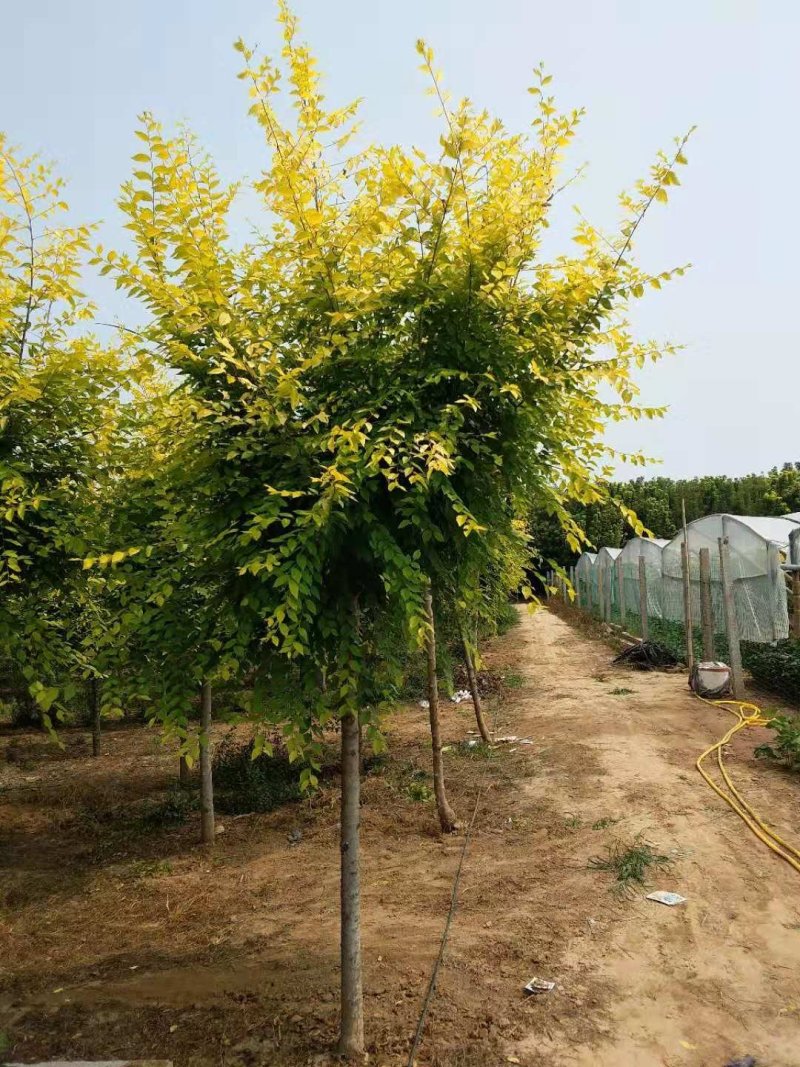 金叶榆自己苗圃供应价格有优势欢迎优先咨询