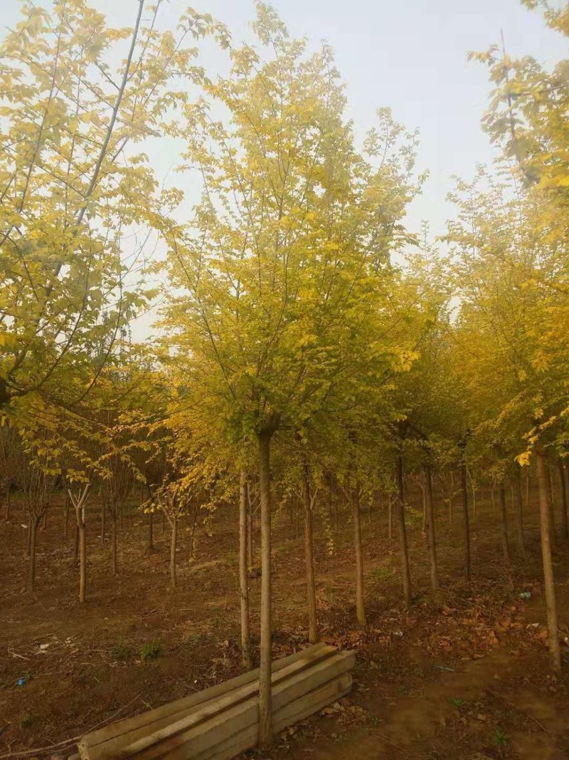 金叶榆自己苗圃供应价格有优势欢迎优先咨询