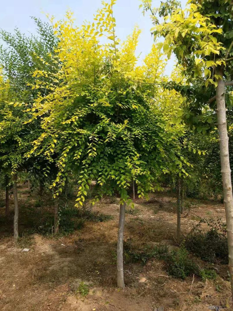 金叶榆自己苗圃供应价格有优势欢迎优先咨询