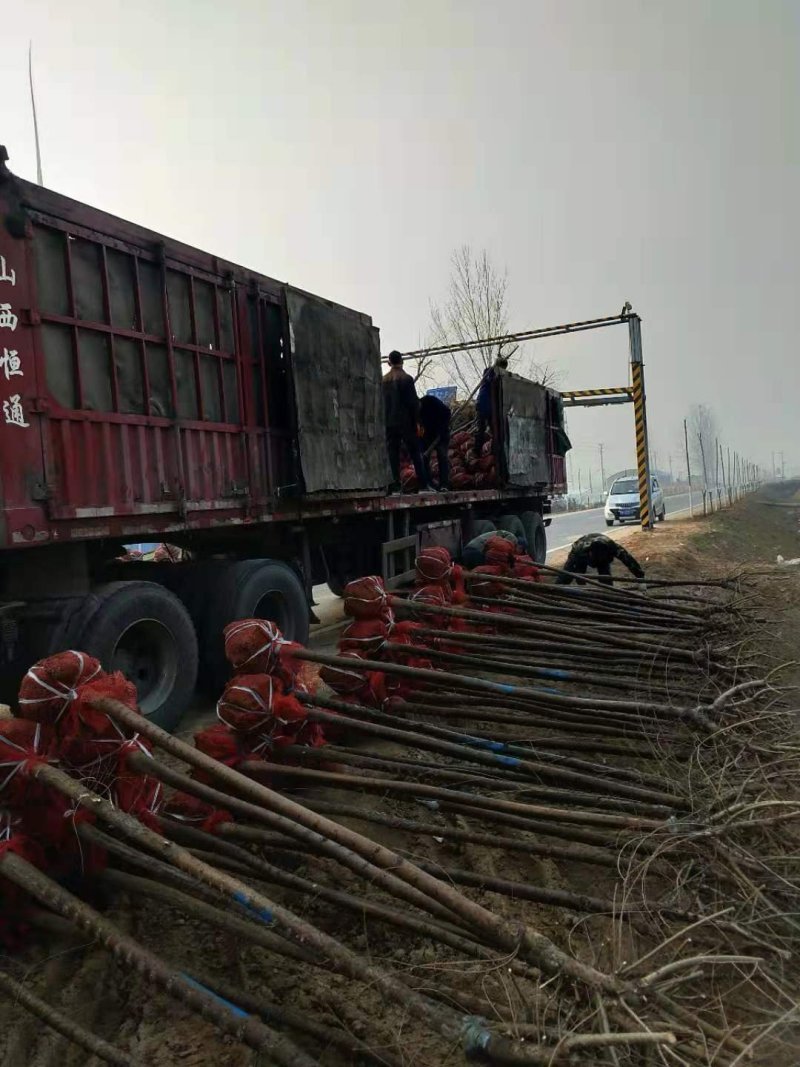 金叶榆自己苗圃供应价格有优势欢迎优先咨询