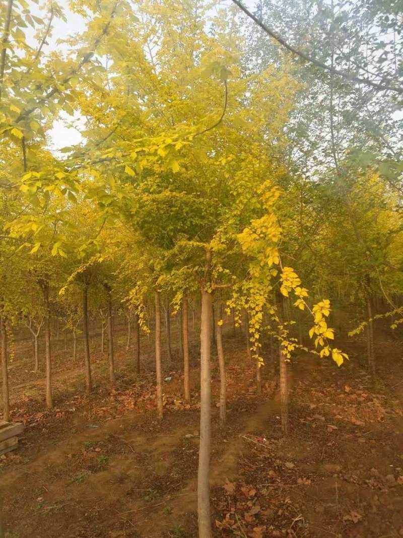 金叶榆自己苗圃供应价格有优势欢迎优先咨询
