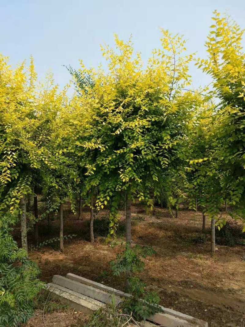金叶榆自己苗圃供应价格有优势欢迎优先咨询