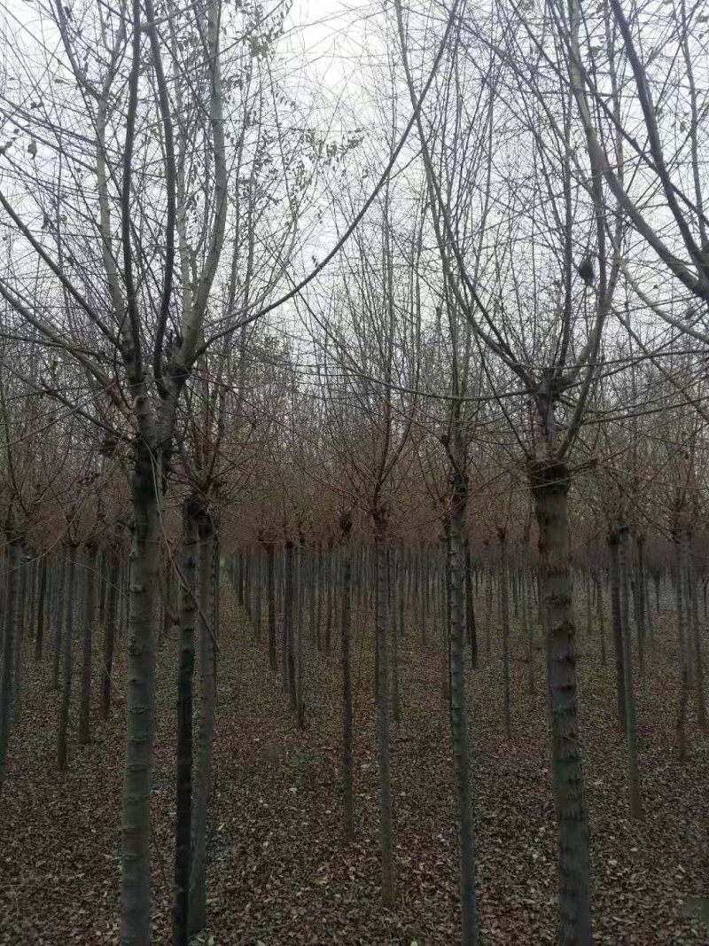 金叶榆自己苗圃供应价格有优势欢迎优先咨询