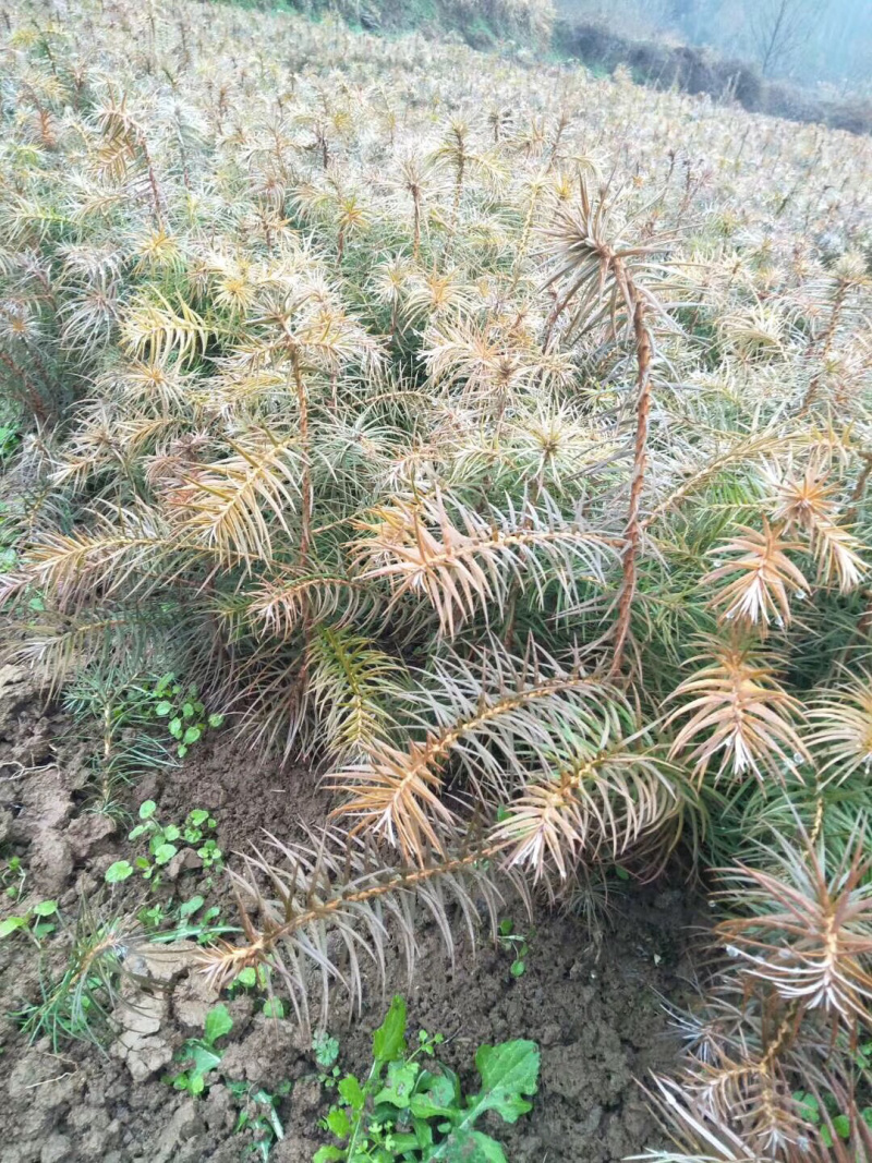 20到30公分杉树苗，根系发达，成活率高，量大从优