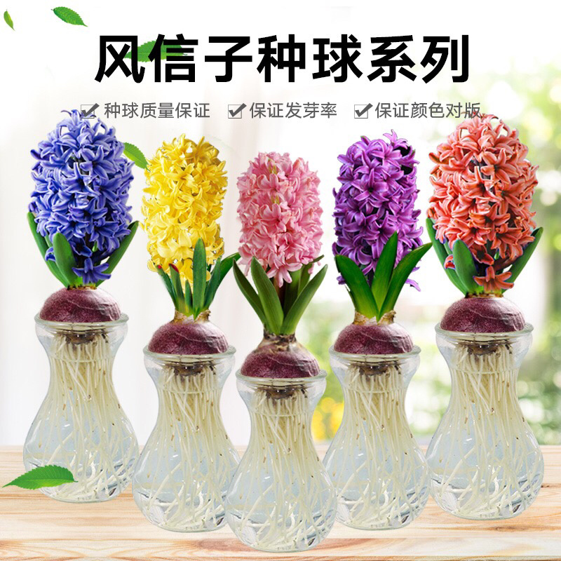 土培水培风信子颜色齐全