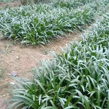 蜘蛛兰裸根不帶土地苗种球