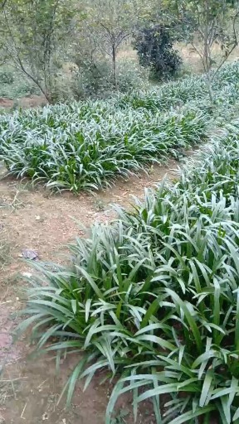 蜘蛛兰裸根不帶土地苗种球