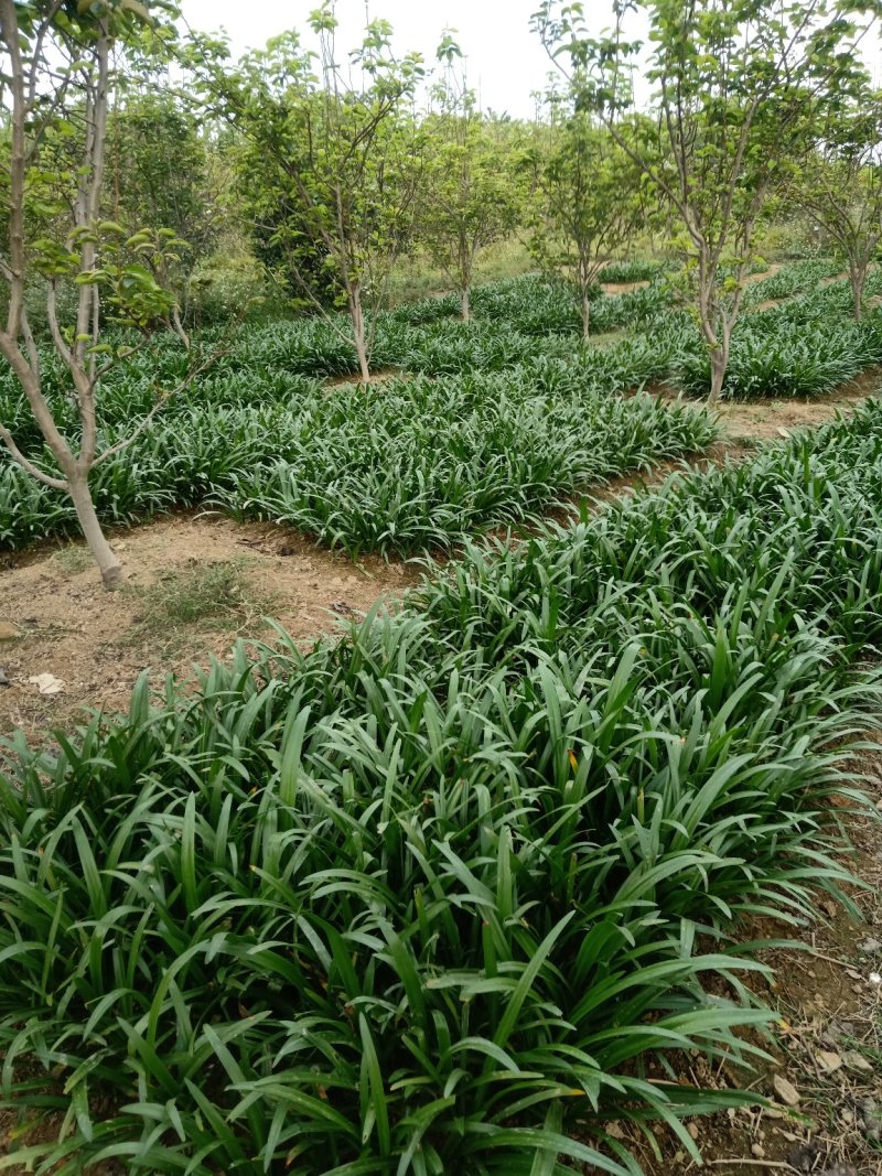 蜘蛛兰裸根不帶土地苗种球