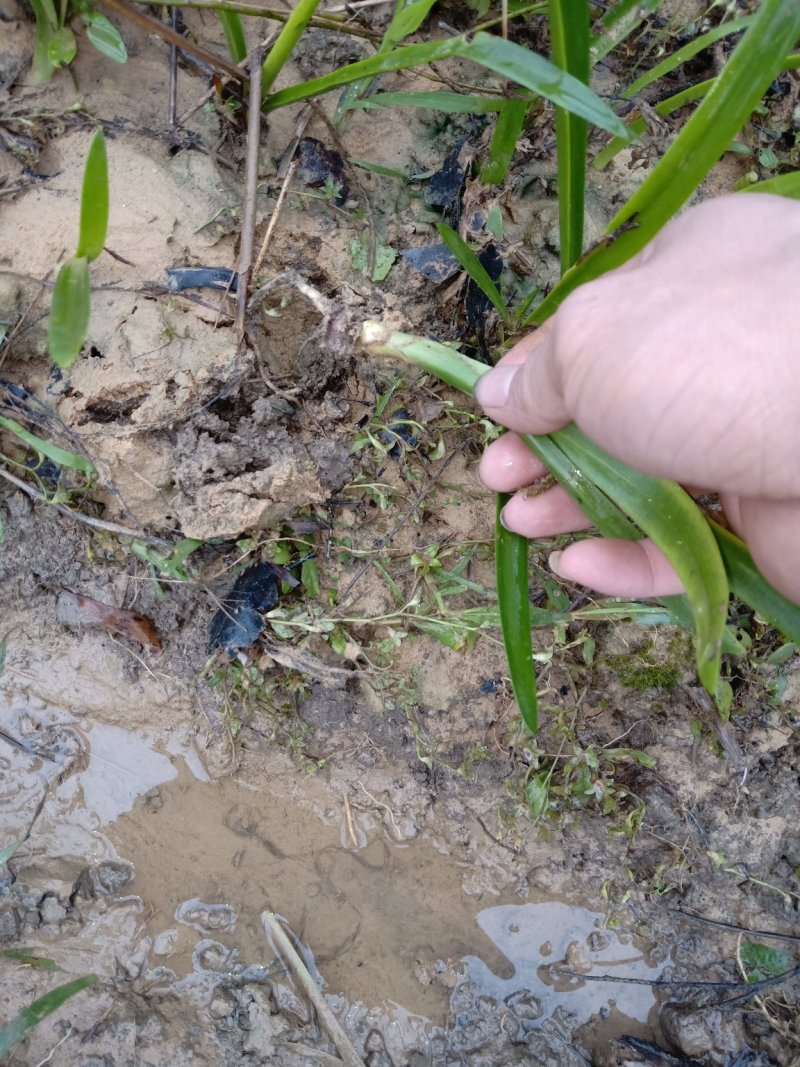 蜘蛛兰裸根不帶土地苗种球