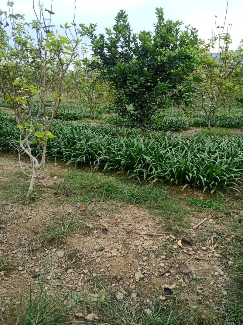 蜘蛛兰裸根不帶土地苗种球
