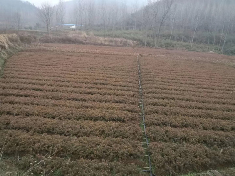 20到30公分杉树苗，根系发达，成活率高，量大从优。