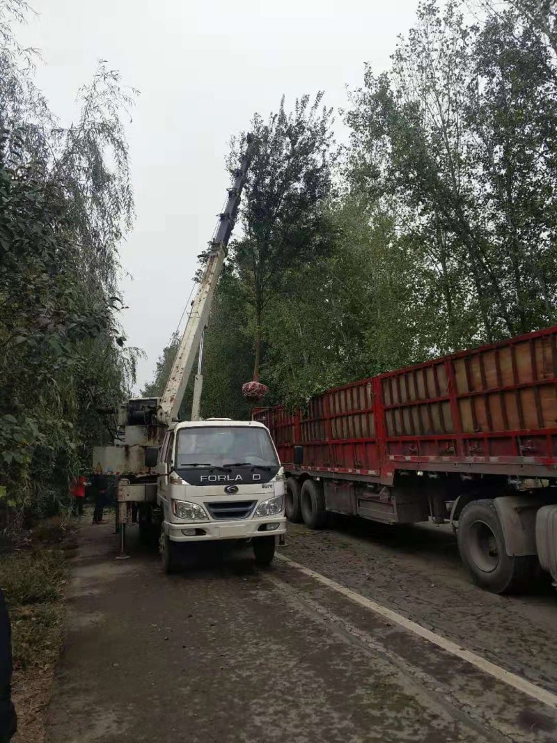精品枫树三角枫基地五角枫产地货源充足可视频