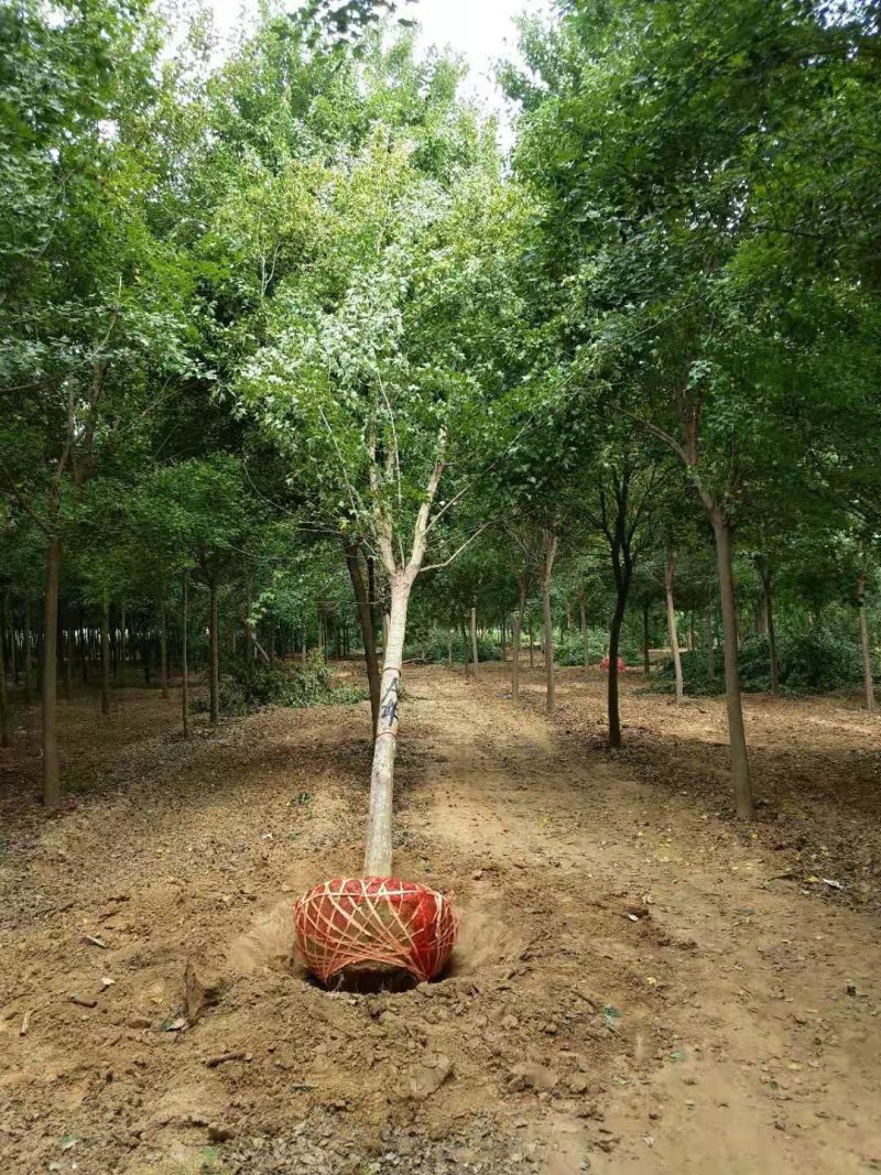 精品枫树三角枫基地五角枫产地货源充足可视频