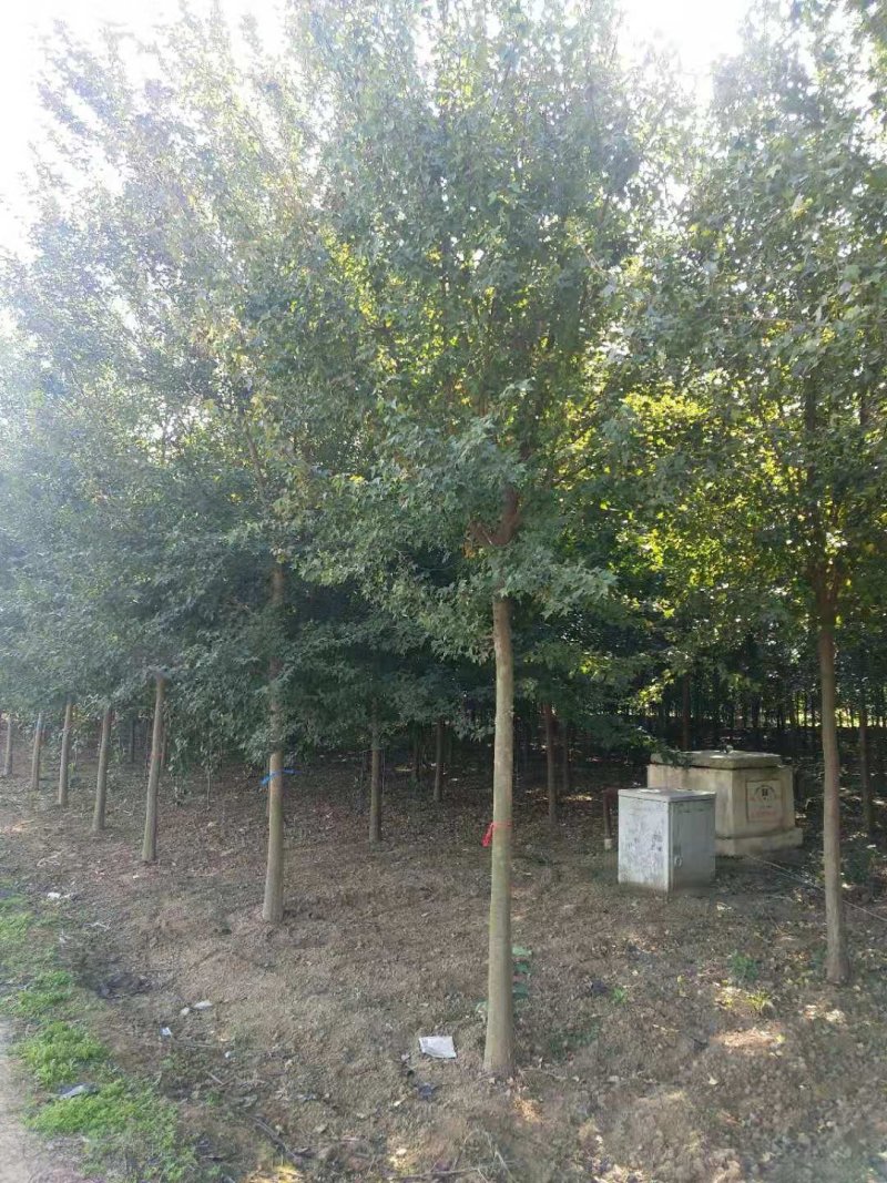 精品枫树三角枫基地五角枫产地货源充足可视频