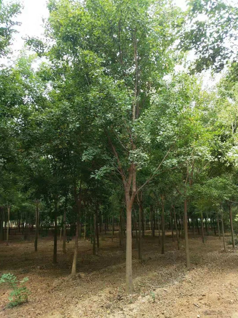 精品枫树三角枫基地五角枫产地货源充足可视频