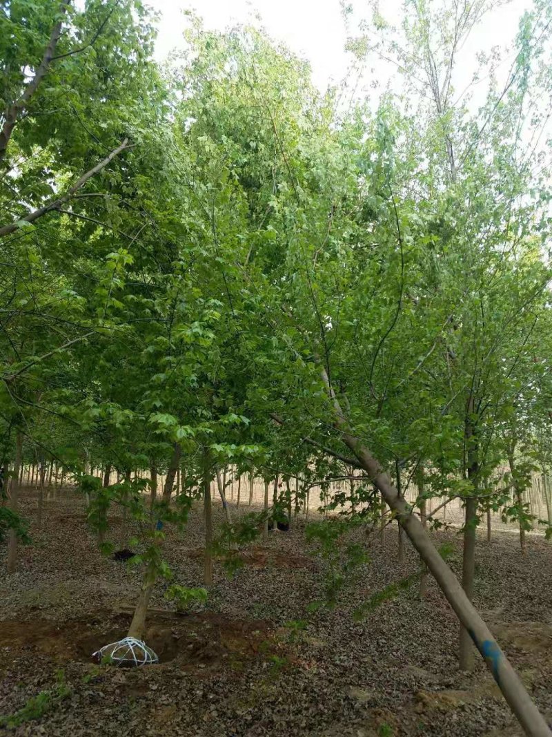 精品枫树三角枫基地五角枫产地货源充足可视频