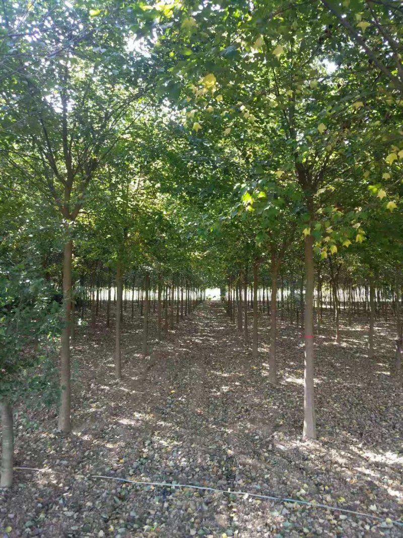 精品枫树三角枫基地五角枫产地货源充足可视频