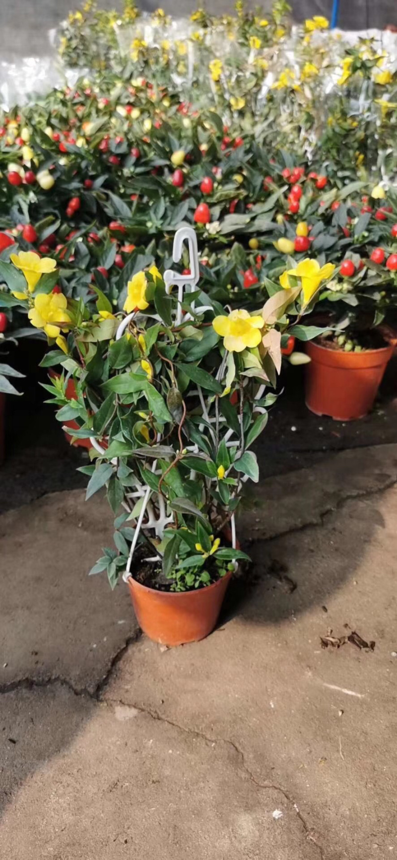 法国香水藤爬藤植物盆栽苗香水茉莉耐寒带土发货秋冬开花