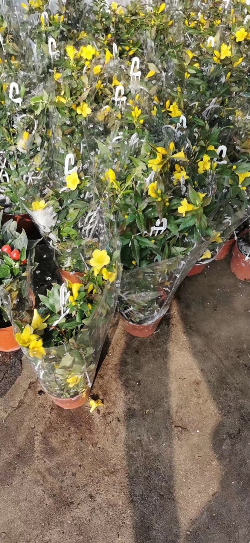 法国香水藤爬藤植物盆栽苗香水茉莉耐寒带土发货秋冬开花