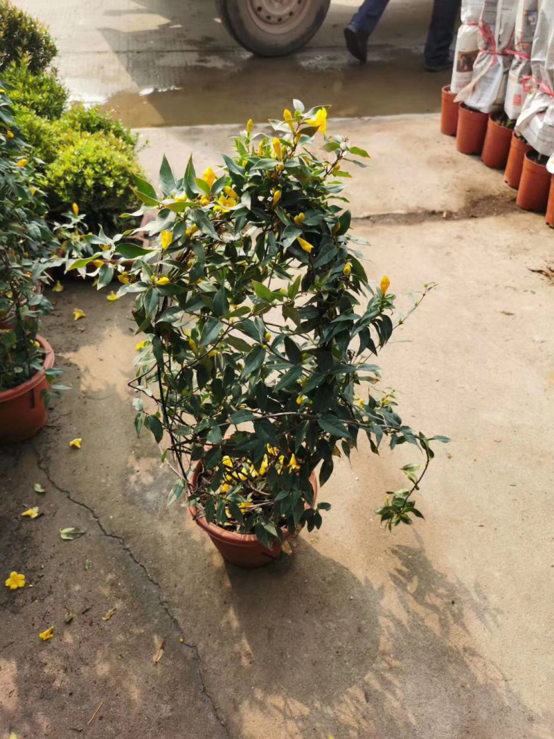 法国香水藤爬藤植物盆栽苗香水茉莉耐寒带土发货秋冬开花