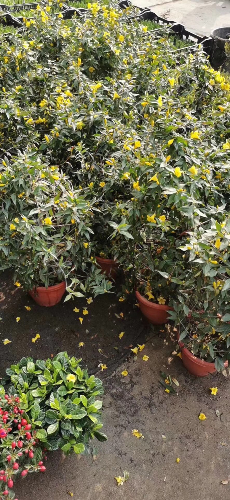 法国香水藤爬藤植物盆栽苗香水茉莉耐寒带土发货秋冬开花