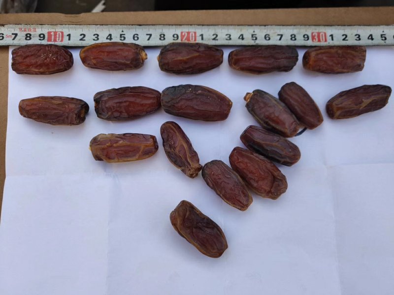 沙特椰枣沙特阿拉伯帝王椰枣