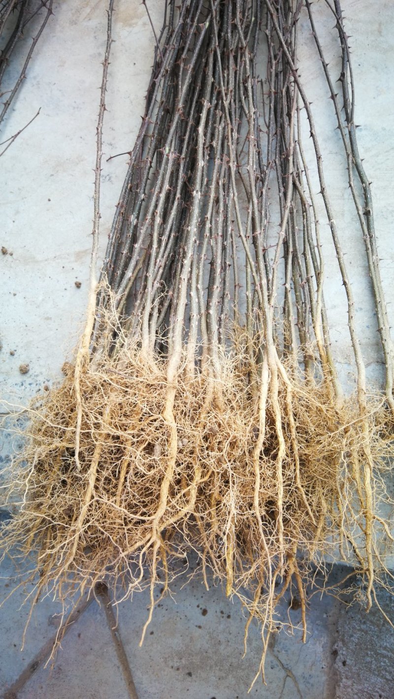 花椒苗，大红袍无刺花椒苗，南北种植，基地直销，量大质量好